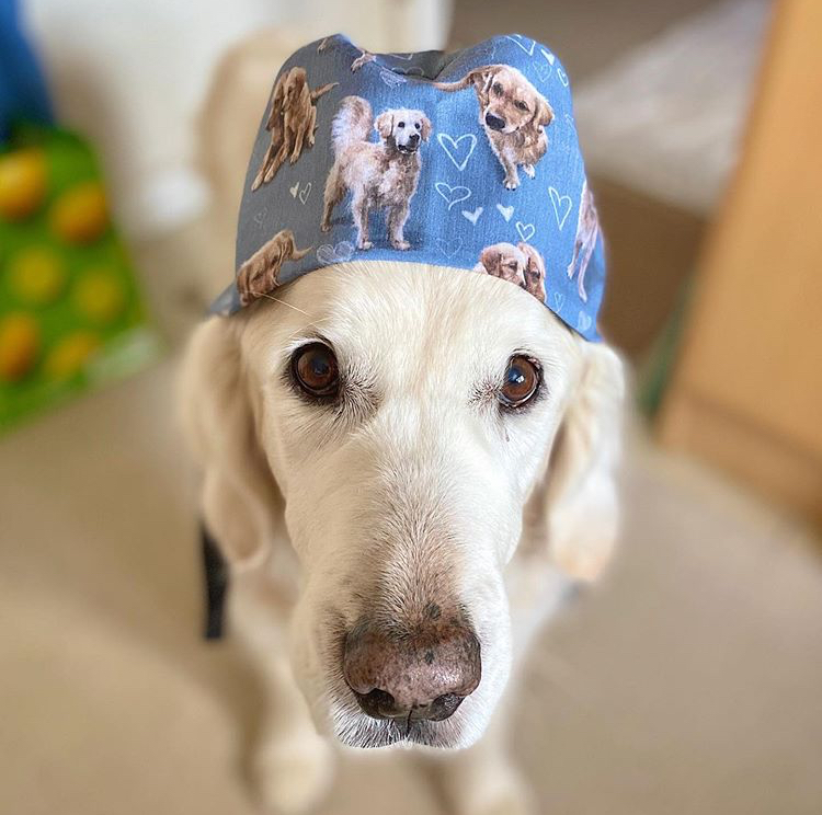 scrub hat dog