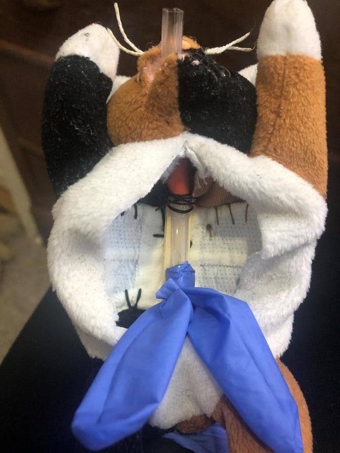 sustainable veterinary training